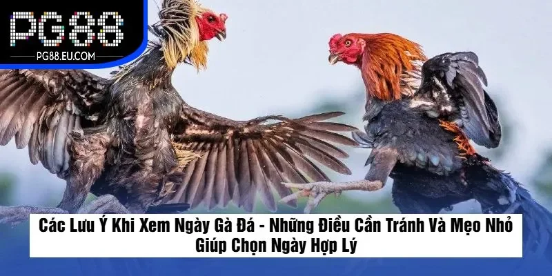Các Lưu Ý Khi Xem Ngày Gà Đá