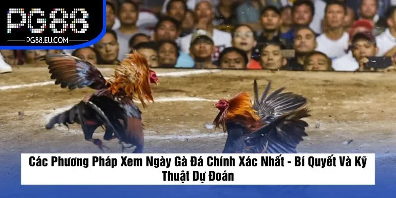 Các Phương Pháp Xem Ngày Gà Đá Chính Xác Nhất - Bí Quyết Và Kỹ Thuật Dự Đoán