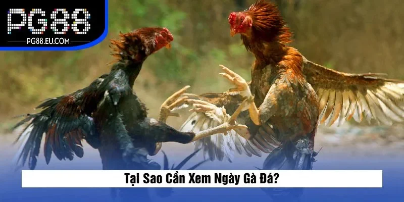 Tại Sao Cần Xem Ngày Gà Đá?